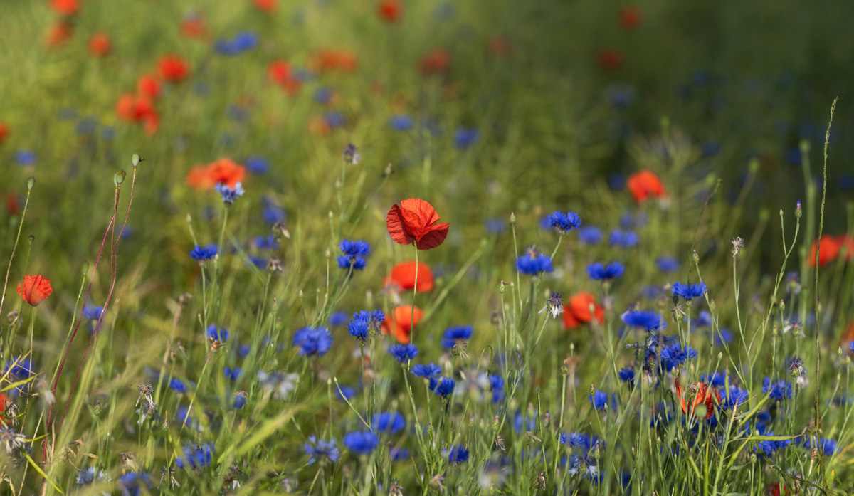 Allgäu, Mohn und Kornblumen im Sommerbokeh, Verträumte Blumenkomposition - Landschaftsfotografie Oberallgäu