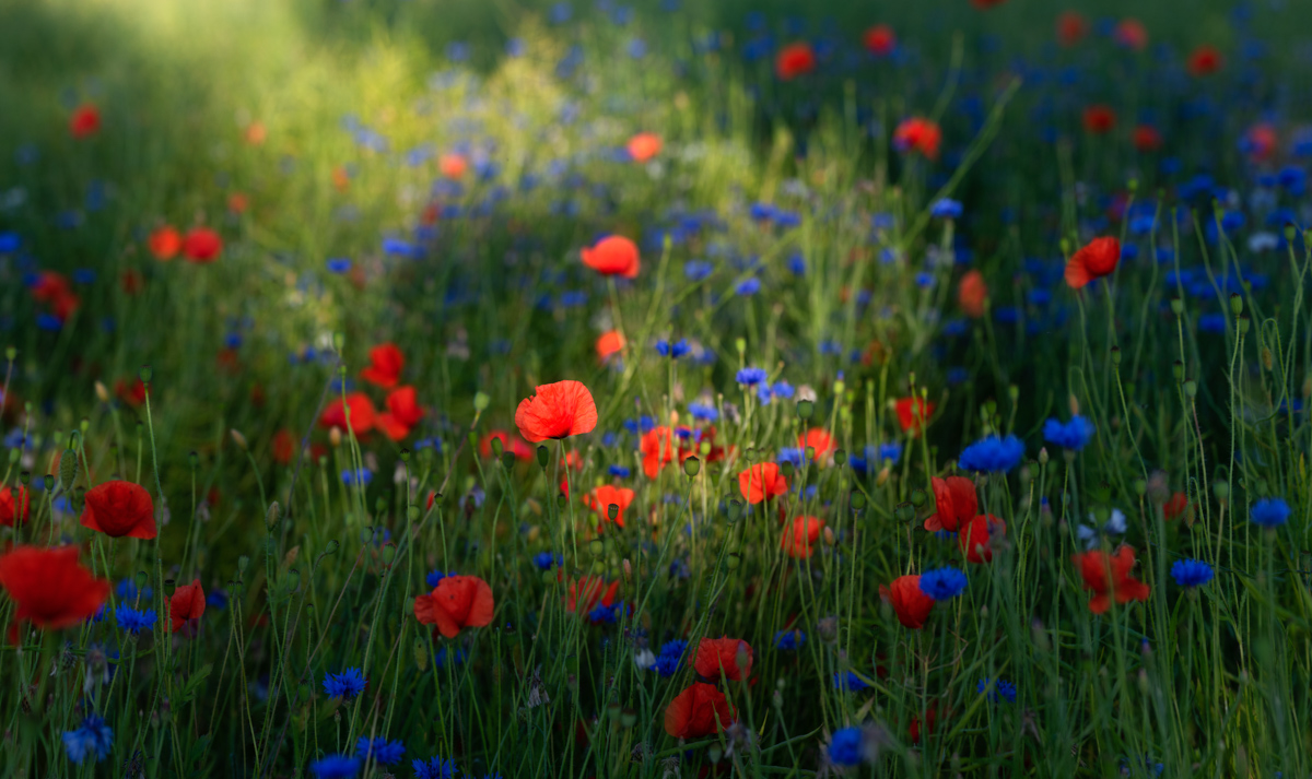 Blumenwiese, Mohn und Kornblumen im magischen Abendlicht, Leuchtende Sommerpracht - Blumenfotografie