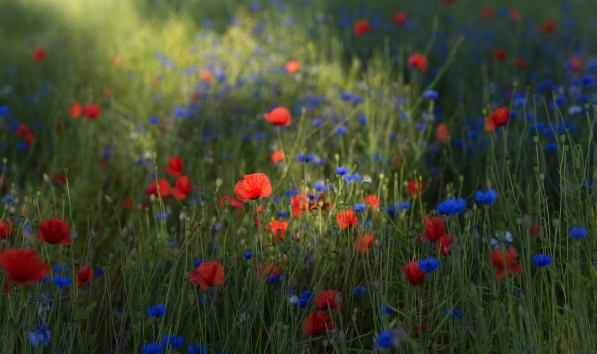 Allgäu, Klatschmohn und Kornblumen auf sommerlicher Wiese, Weiches Bokeh im goldenen Gegenlicht - Landschaftsfotografie