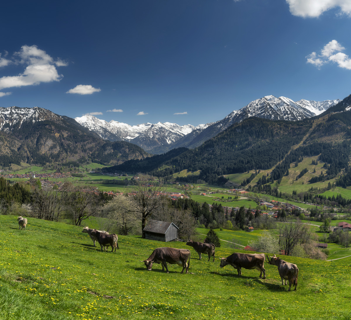 Braunvieh auf grüner Almwiese vor verschneiten Gipfeln, Idyllischer Bergsommer, Oberallgäu - Allgäu