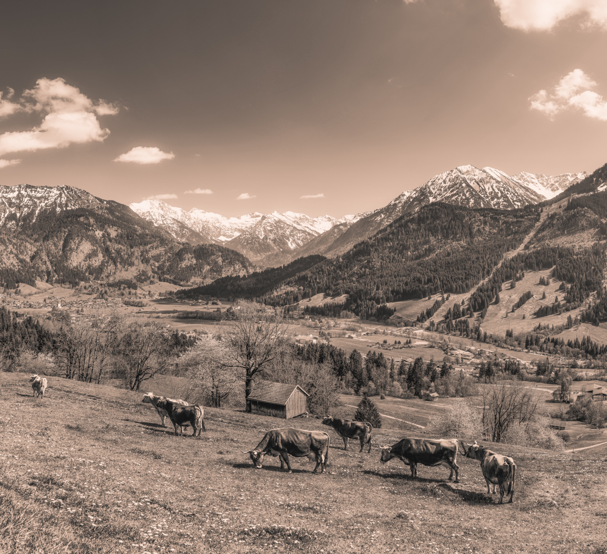 Oberallgäu, Kuhherde auf Hangweide mit Schneegipfel-Panorama, Bergidylle - Tierfotografie Allgäu