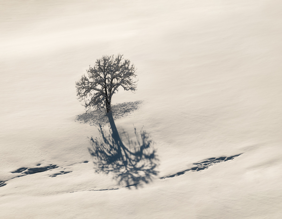 Einsamer Baum im Winterschnee, Minimalistische Silhouette mit Schattenwurf, Schwarz-Weiß - Allgäu