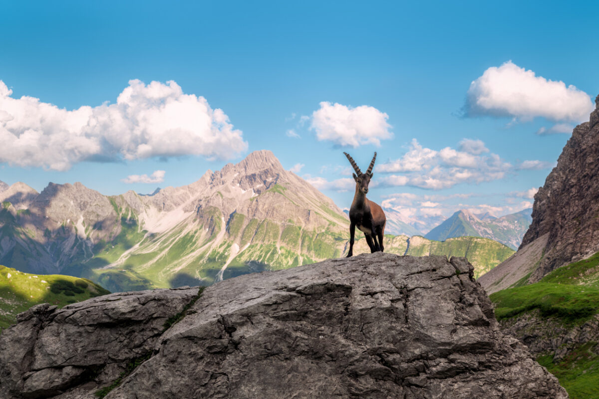Mindelheimer Hütte, Alpensteinbock thront auf Felsen vor dem Bieberkopf, Wildtiere in den Oberstdorfer Hochalpen