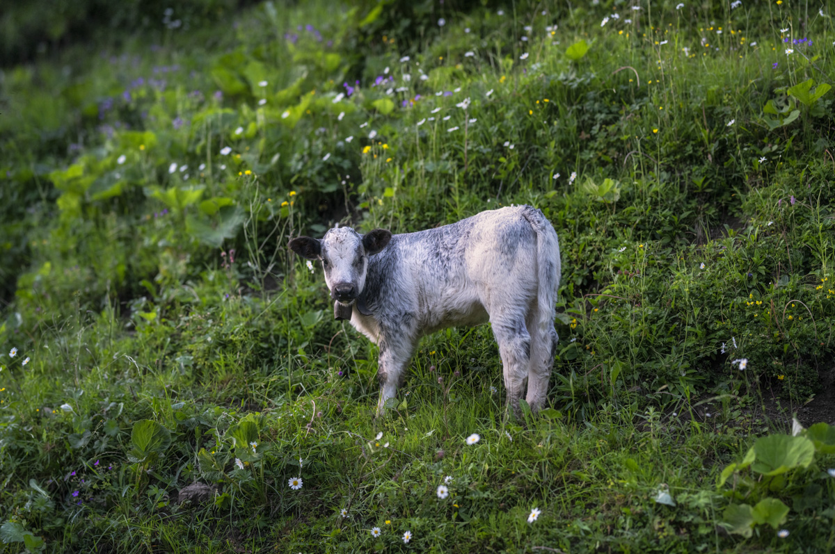 Kleines geflecktes Kalb auf Blumenwiese, Junges Rind allein auf Sommeralm bei Oberstdorf, Allgäu Sommer - Tierfotografie