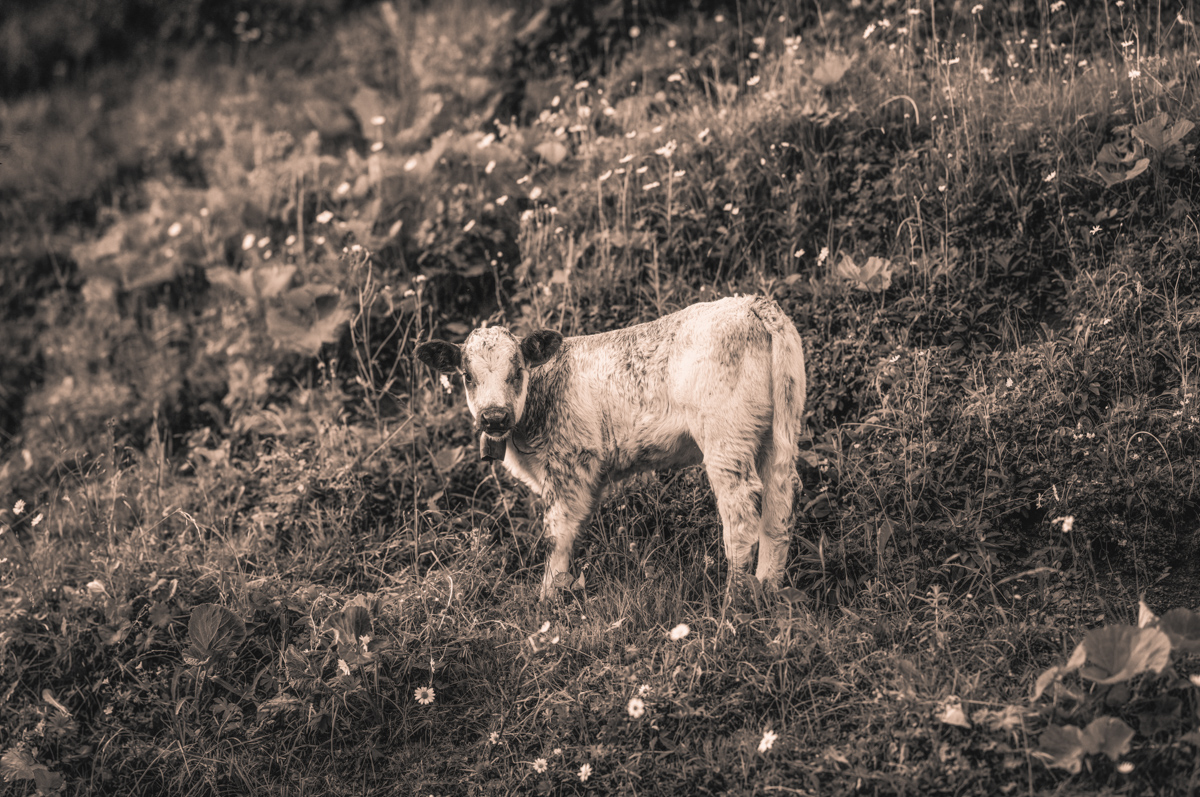 Oberstdorf, Kleines Kalb allein auf der Bergwiese, Zartheit - Tierfotografie Oberallgäu