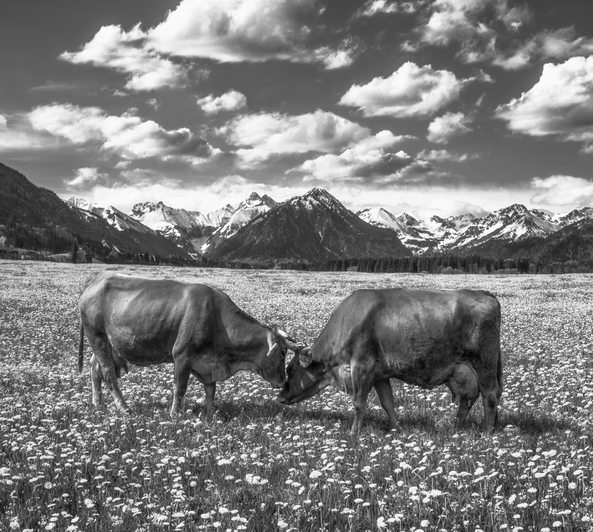 Oberstdorf, Zwei Kühe Kopf an Kopf auf Löwenzahnwiese, Schneegipfel Dramatik - Tierfotografie Oberallgäu