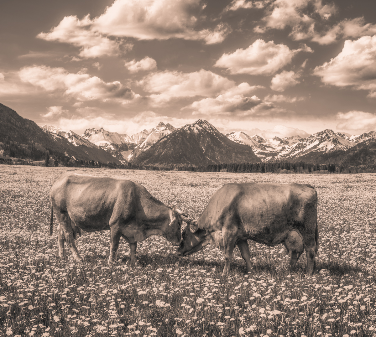Oberstdorf, Zwei Kühe Kopf an Kopf auf Pusteblumenwiese, Zuneigung - Tierfotografie Oberallgäu
