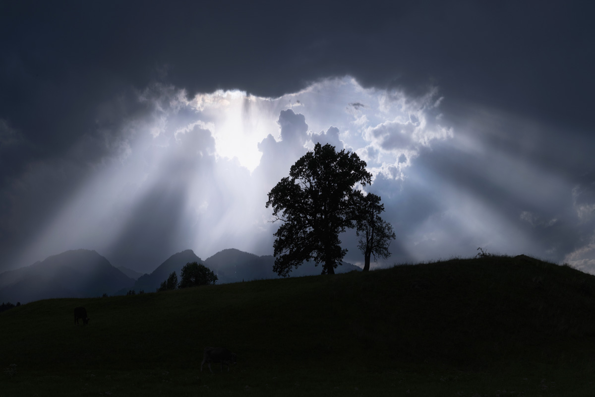 Oberallgäu, Mächtige Godrays brechen durch dunkle Gewitterwolken über einsamer Baumsilhouette, Kuh auf sommerlicher