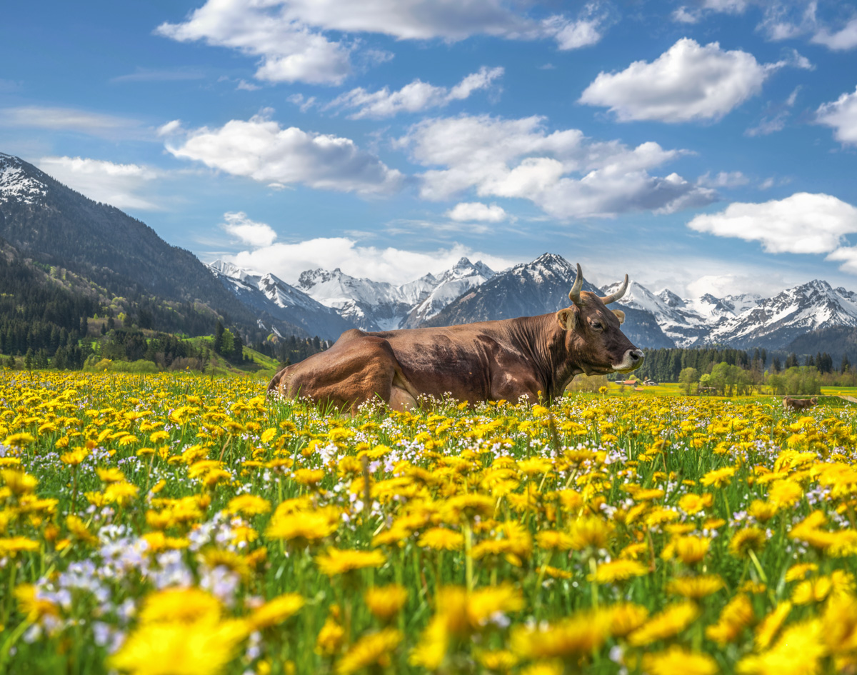 Kuh im Löwenzahnfeld bei Rubi Oberstdorf, Braunvieh liegend auf Frühlingswiese, Gelbe Blüten Bergkulisse - Tierfotografie