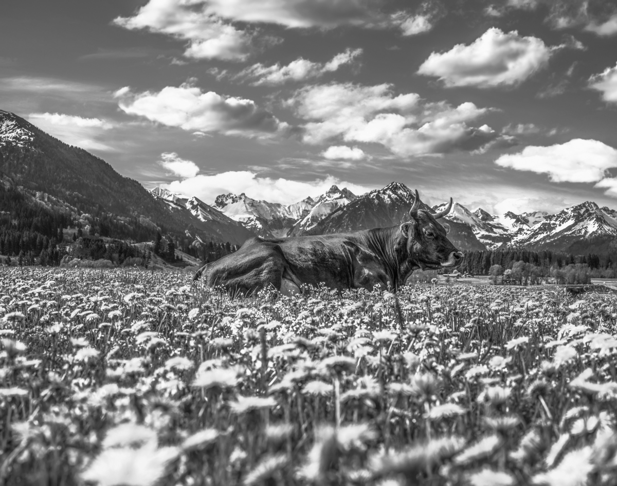 Oberstdorf, Liegende Kuh im Pusteblumenfeld aus Froschperspektive, Bergpanorama - Tierfotografie Oberallgäu