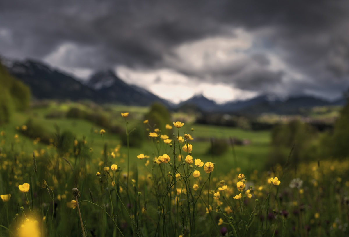 Altstädten Malerwinkel, Leuchtende Butterblumen im Frühlingsbokeh vor dunkler Gewitterkulisse, Blumenwiese im Oberallgäu
