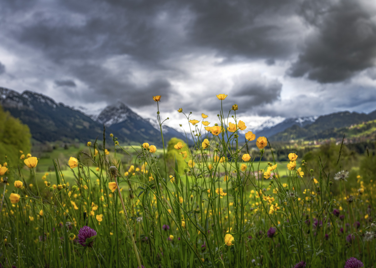 Altstädten Malerwinkel, Sattgelbe Butterblumen und Kleeblüten in Nahaufnahme, Frühlingszauber vor wolkenverhangener Allgäuer