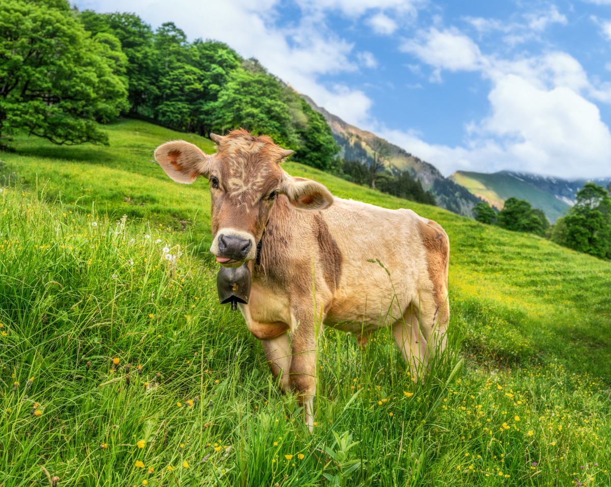 Oberstdorf, Stattliches Allgäuer Braunvieh mit Glocke auf leuchtend grüner Almwiese, Sommerliche Kuhidylle vor Bergpanorama