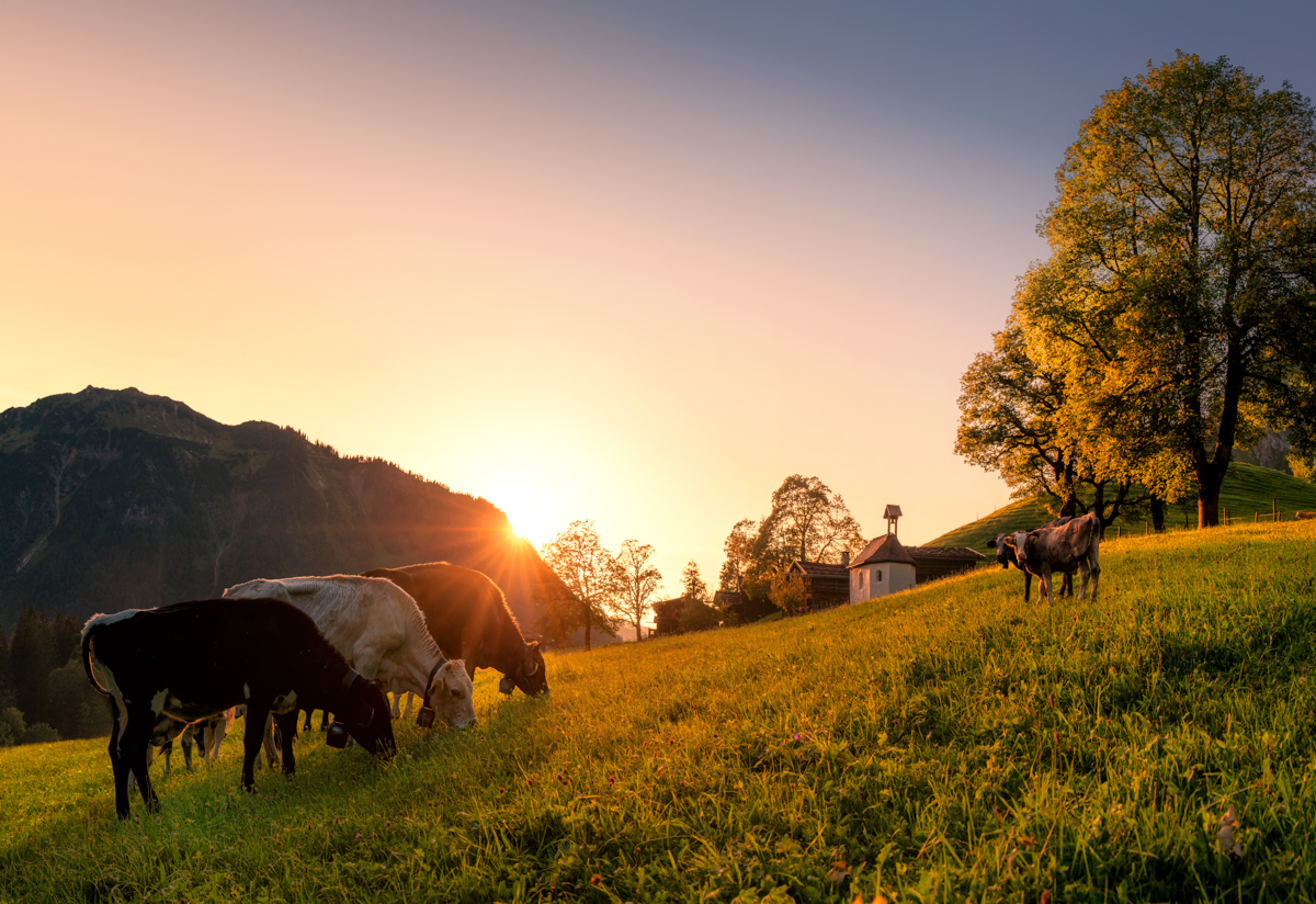 Kühe bei Gerstruben im goldenen Sonnenuntergang, Oberstdorf Dietersbach Sommerabend, Kapelle und Bergwiese - Tierfotografie