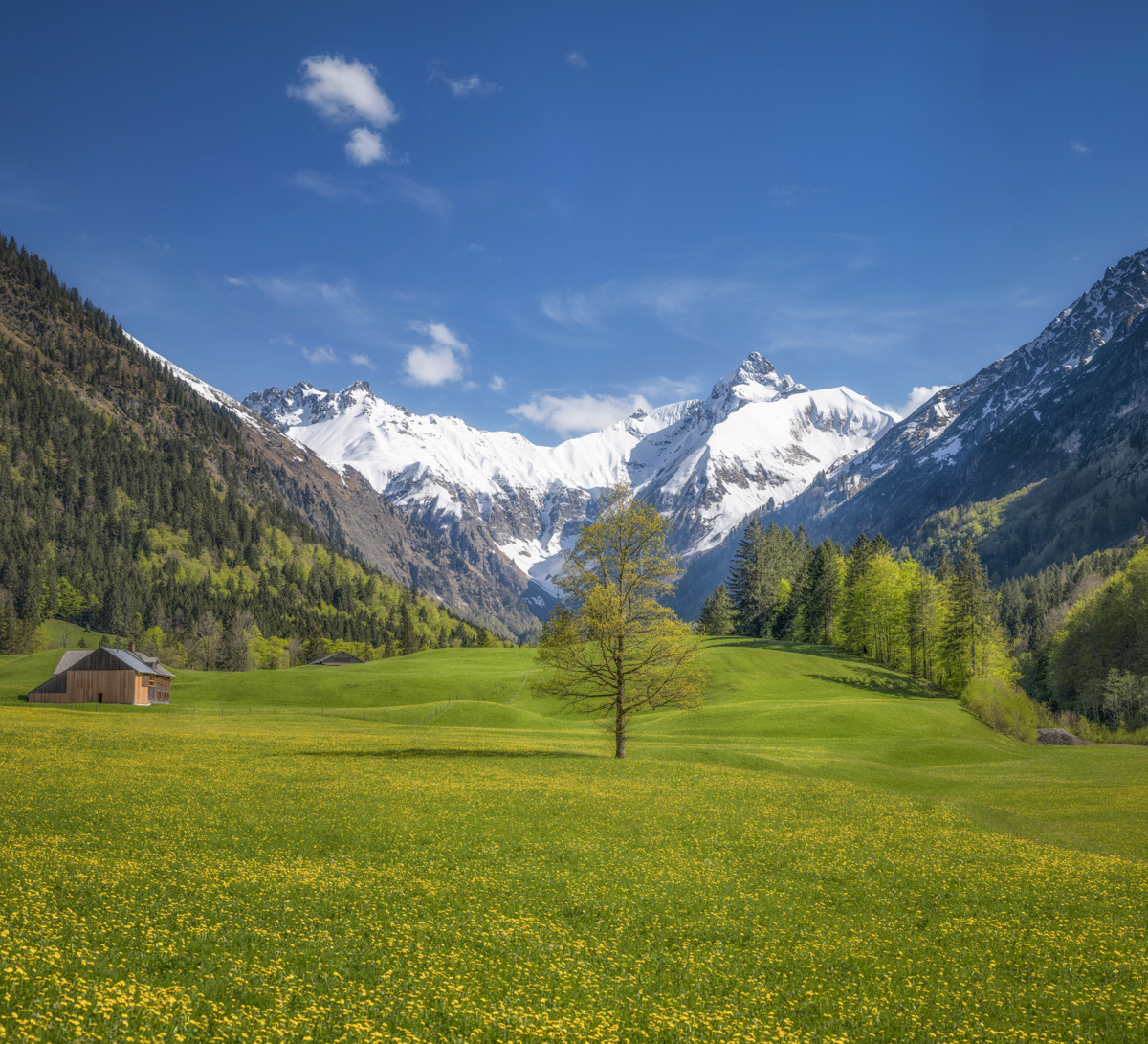 Dietersberg bei Oberstdorf, Löwenzahnwiese vor Hochfrottspitze und Mädelegabel im Frühling, Blühende Bergwelt Allgäu