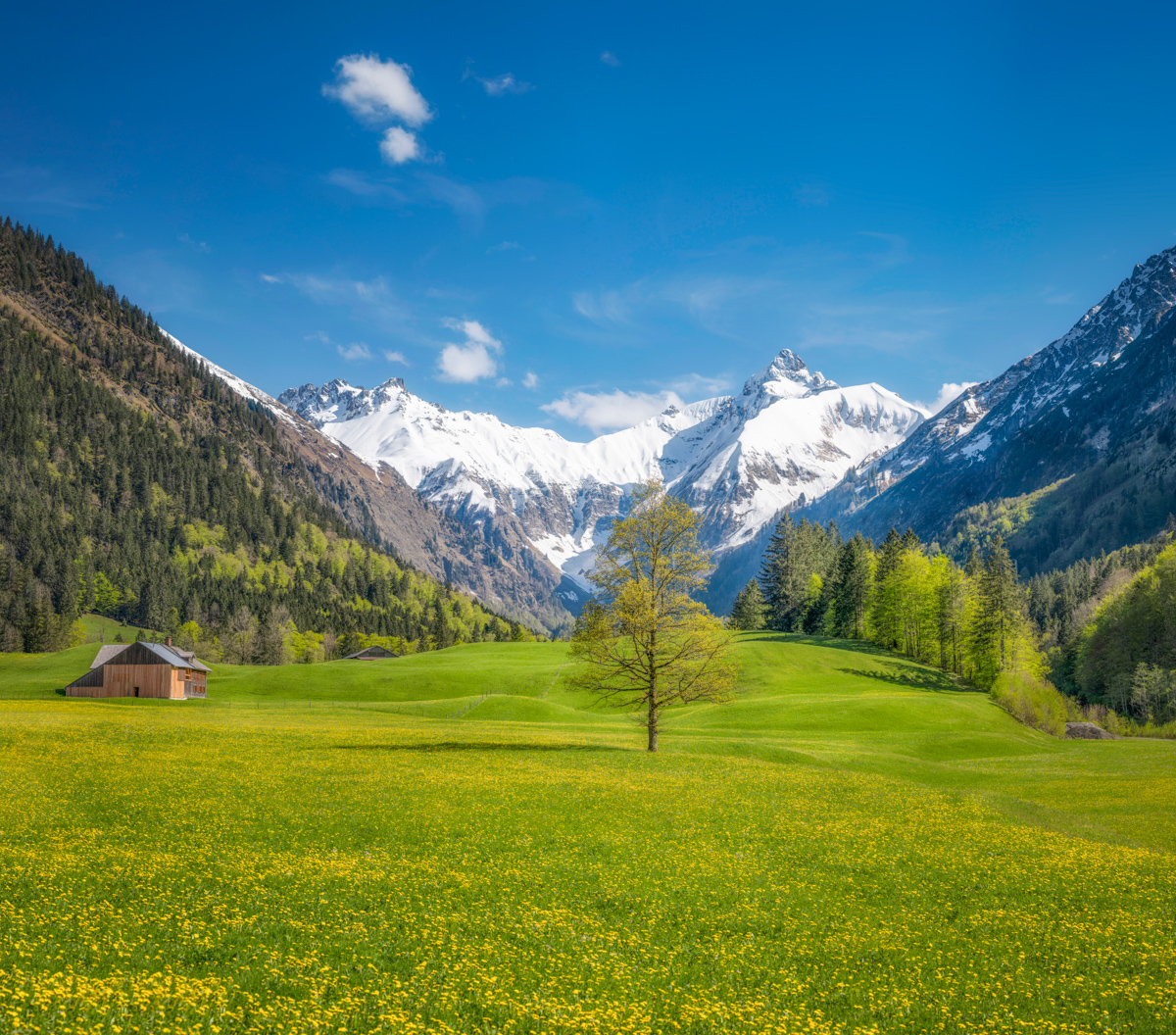 Dietersberg, Löwenzahnwiese vor Trettach und Mädelegabel, Frühling bei Oberstdorf - Landschaftsfotografie Oberallgäu