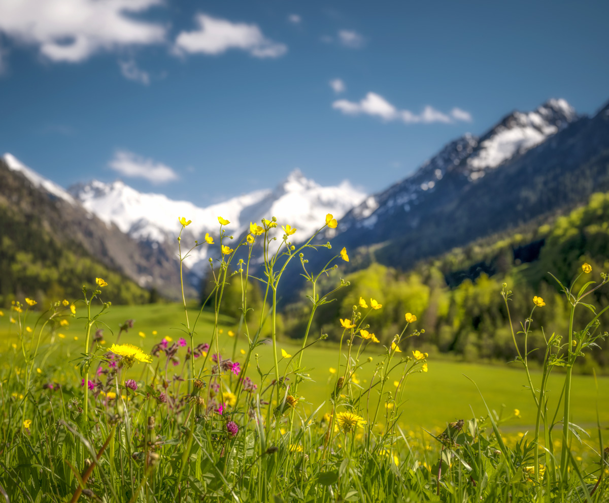 Dietersberg Oberstdorf, Frühlingswiese mit Wildblumen vor Trettach und Mädelegabel, Blühende Berglandschaft im Stillachtal