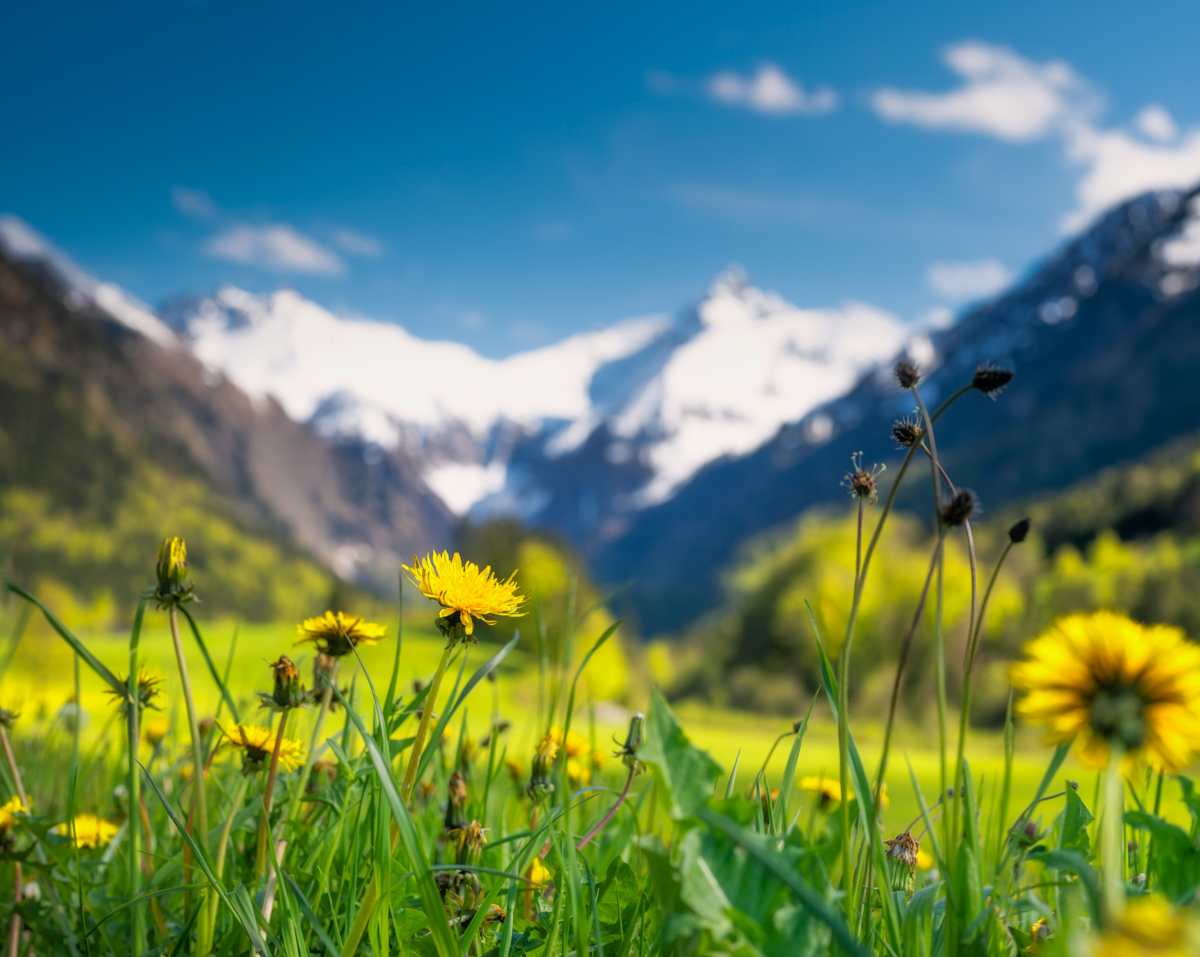 Dietersberg, Löwenzahn in Nahaufnahme vor schneebedeckter Trettach, Frühlingserwachen im Allgäu - Blumenfotografie Oberstdorf