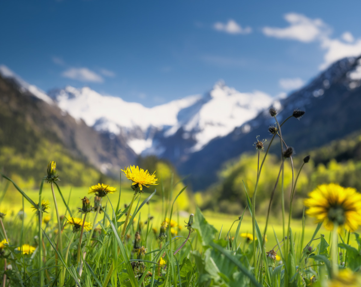 Dietersberg Oberstdorf, Leuchtender Löwenzahn im Frühlingsbokeh vor schneebedeckten Alpengipfeln, Nahaufnahme im Stillachtal
