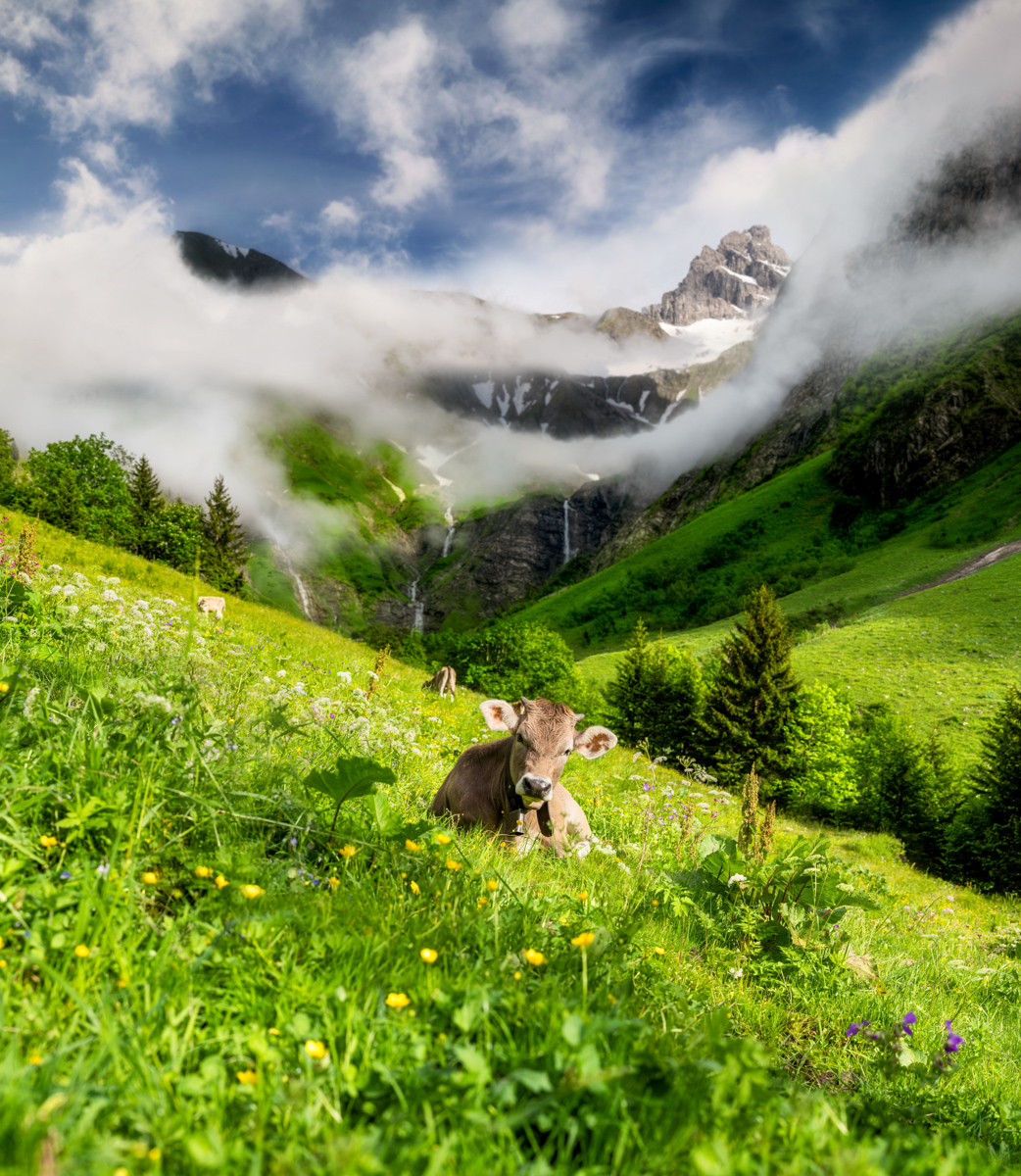 Junges Kalb auf grüner Bergwiese bei Oberstdorf, Nebel und Wolken um Felsgipfel, Sommertag in den Hochalpen - Tierfotografie