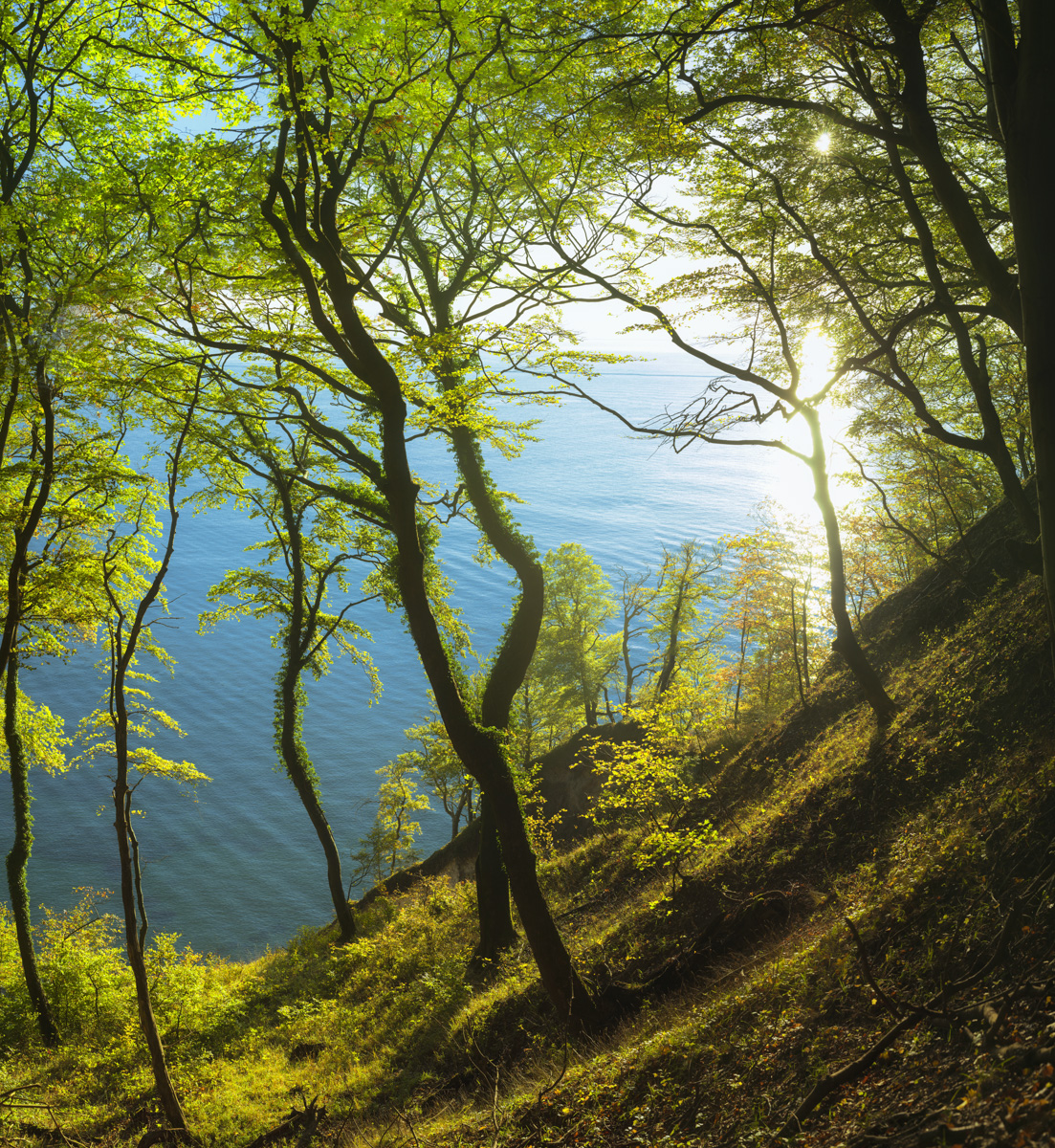 Rügen, Buchenwald über der Ostsee, Steilküste Jasmund - Naturfotografie Kreideküste