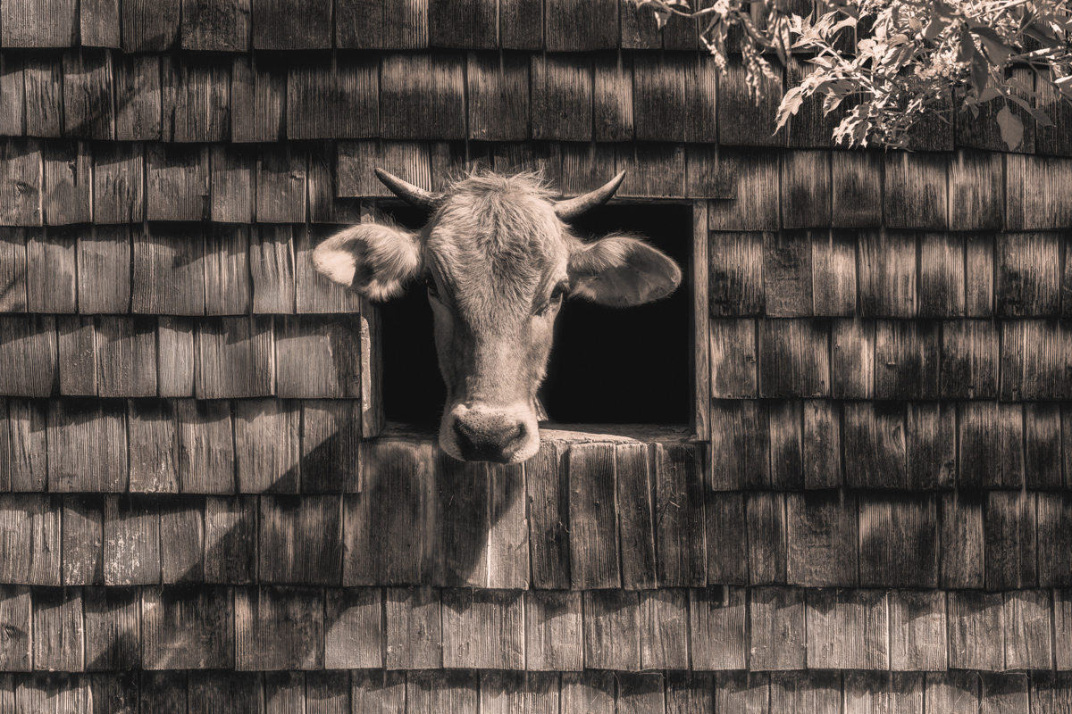 Allgäu, Kuh schaut aus dem Hüttenfenster, Charme - Tierfotografie Oberallgäu