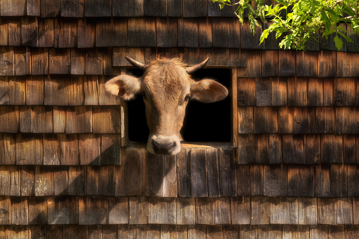 Allgäu, Neugierige Braunvieh-Kuh schaut aus dem Fenster einer Holzschindel-Hütte, Charmantes Kuhporträt in rustikaler
