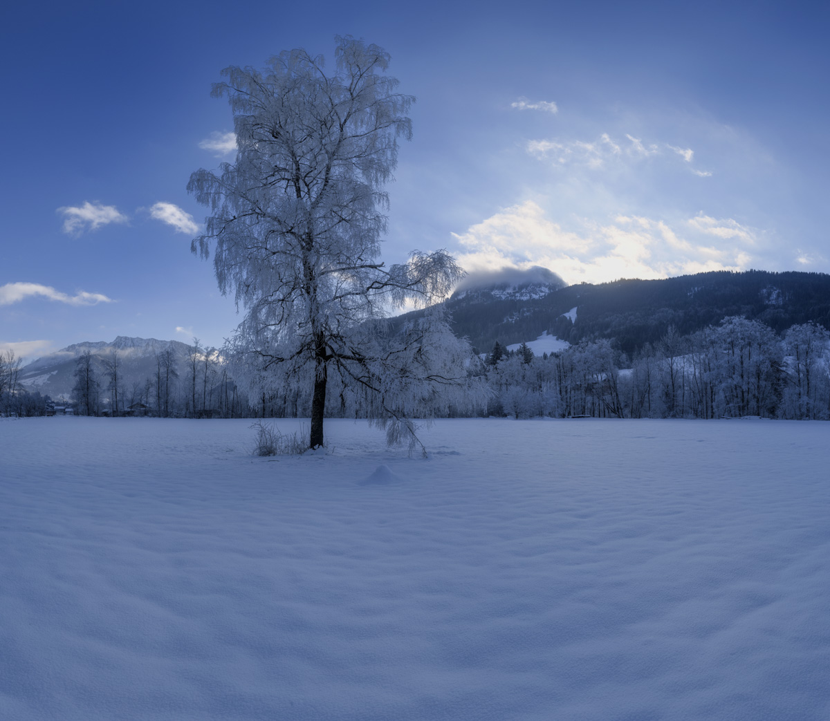 Raureifbirke im Wintertraum, Eiskristalle an Birke in verschneiter Ebene bei Bad Hindelang, Winterstille Allgäu - Oberallgäu