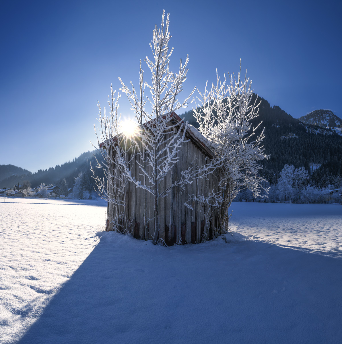 Raureifstadel im Gegenlicht, Alter Heustadel mit Eisbäumen bei Sonnenaufgang in Bad Hindelang, Wintermorgen Allgäu