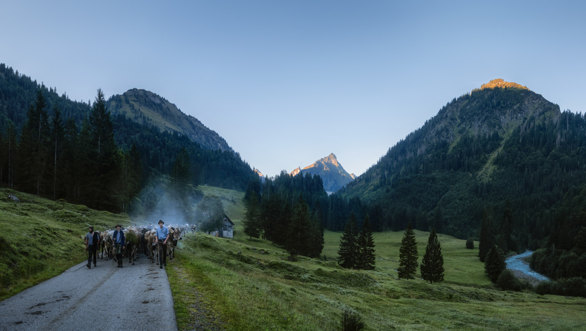 Viehscheid bei Hinterstein, Almabtrieb mit Kühen im Herbsttal vor Giebel und Schneck, Tradition Bad Hindelang - Oberallgäu