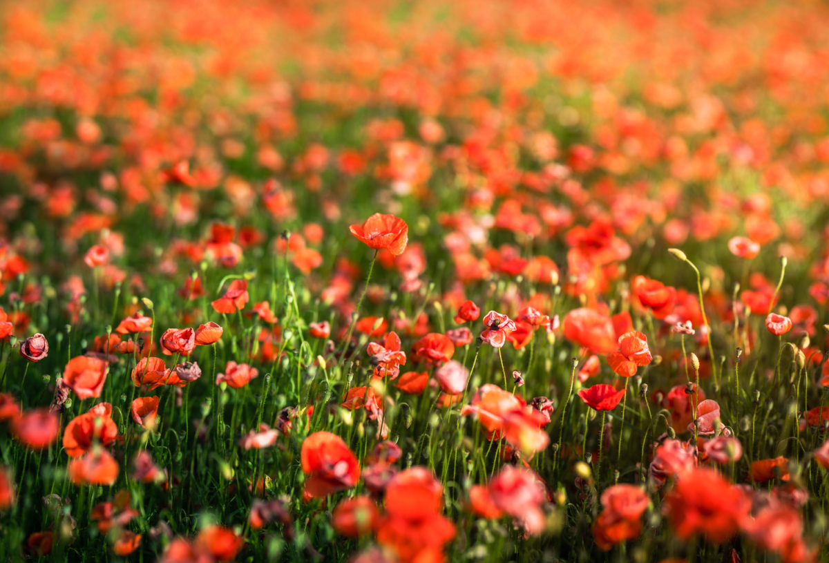 Mohnfeld, Endloses Meer leuchtender Mohnblumen im weichen Sommerlicht, Rote Blütenpracht - Blumenfotografie