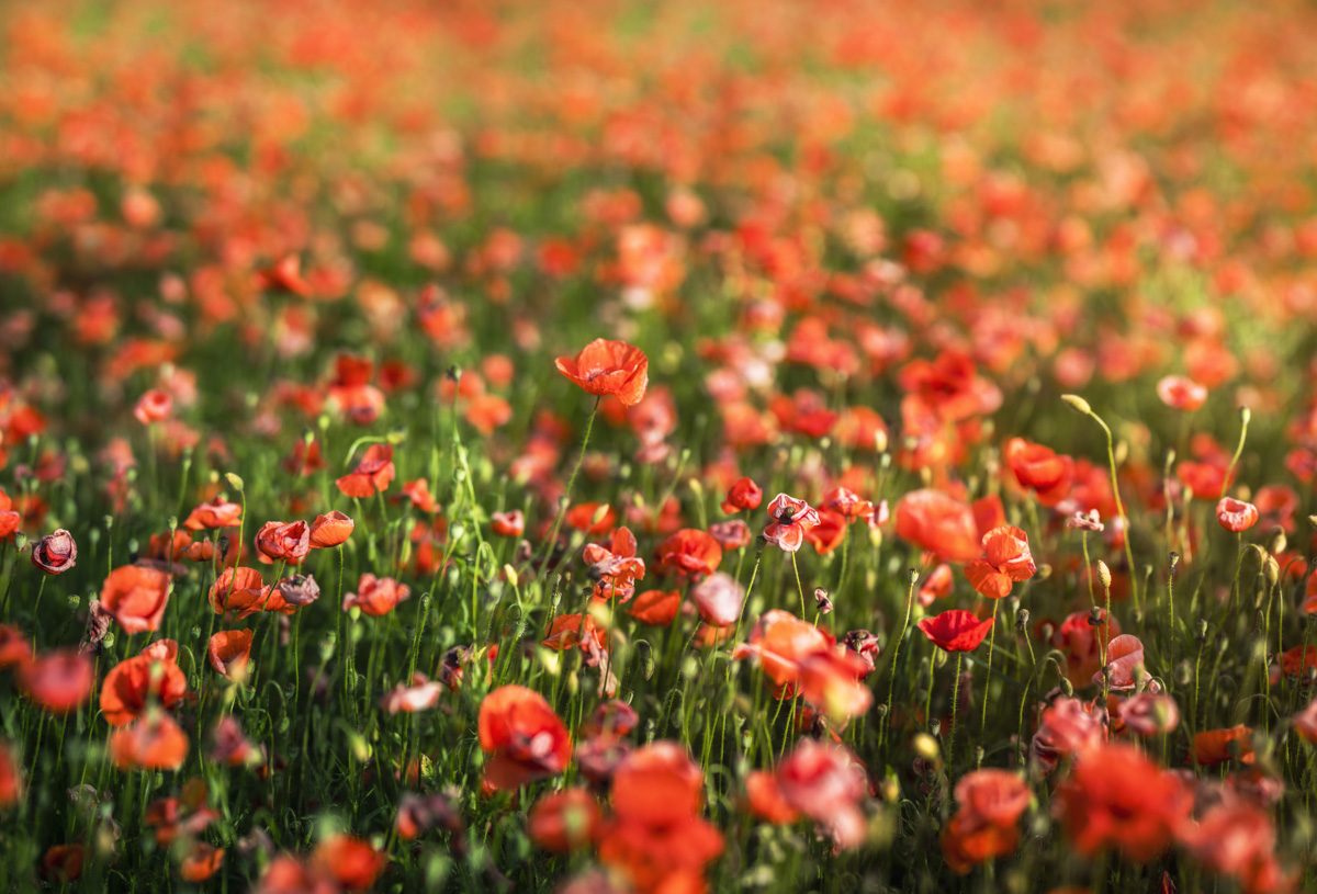 Mohnblumenfeld im Sommerlicht, Rote Mohnblüten in voller Pracht, Blumenfotografie Allgäu