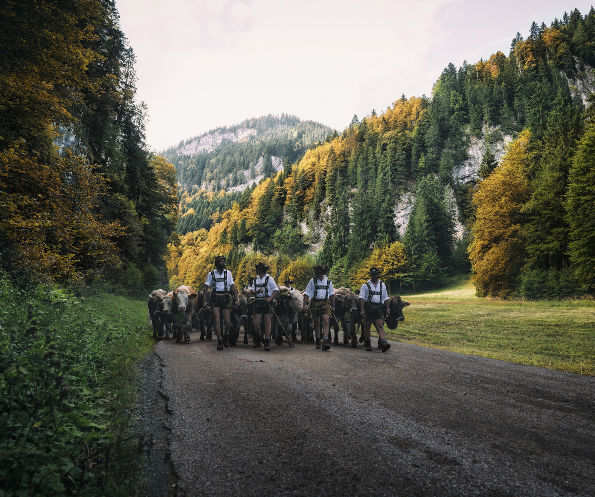 Oberstdorf, Hirten treiben Braunvieh durch herbstlichen Bergwald beim Viehscheid, Allgäuer Almabtrieb mit goldener