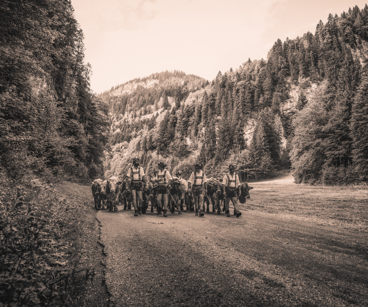 Oberstdorf, Almabtrieb mit Hirten und Kuhherde auf Bergstraße, Tradition - Tierfotografie Oberallgäu