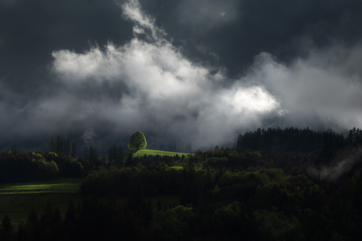 Oberallgäu, Einzelner beleuchteter Baum inmitten dunkler Gewitterstimmung, Spotlight der Natur auf grüner Hügelkuppe