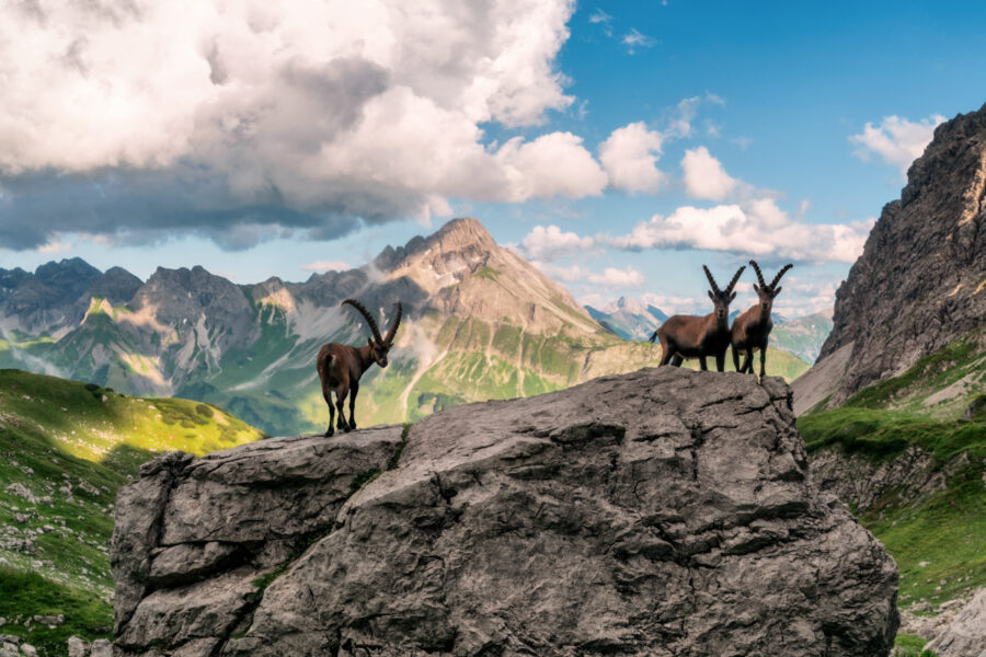 Mindelheimer Hütte, Steinbock-Trio auf dem Felsgrat, Bieberkopf unter Wolkenturm - Landschaftsfotografie Oberallgäu