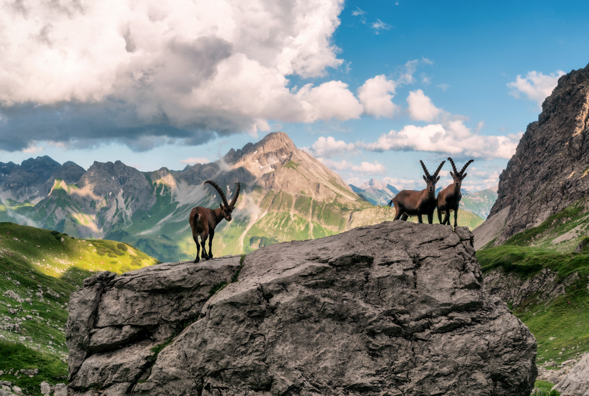 Mindelheimer Hütte, Steinbock-Trio auf dem Felsgrat, Bieberkopf unter Wolkenturm - Landschaftsfotografie Oberallgäu