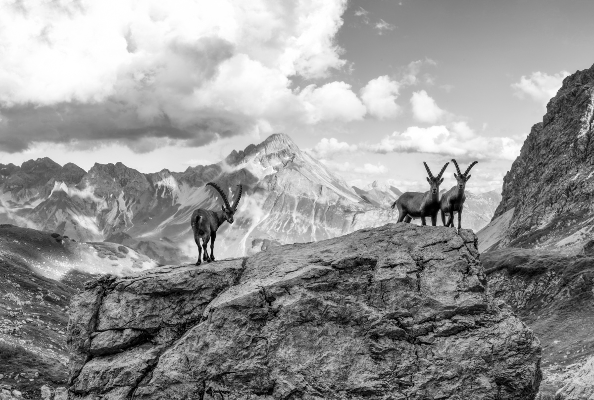 Allgäu, Steinbockgruppe Schwarz-Weiß, Alpengrat, Monochrom - Tierfotografie Hochalpen