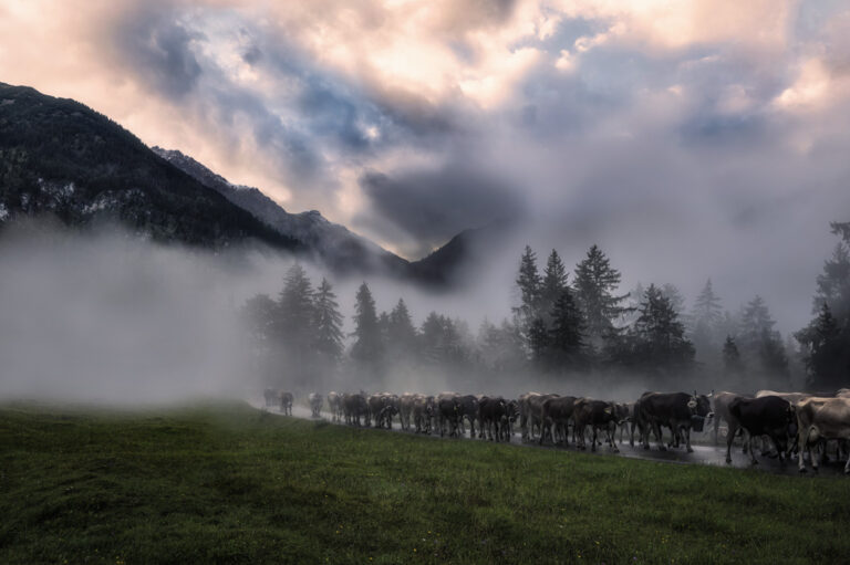 Herde im Morgennebel
