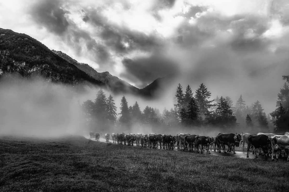 Hinterstein, Große Kuhherde im Nebel beim Almabtrieb, Dramatische Bergkulisse - Tierfotografie Oberallgäu