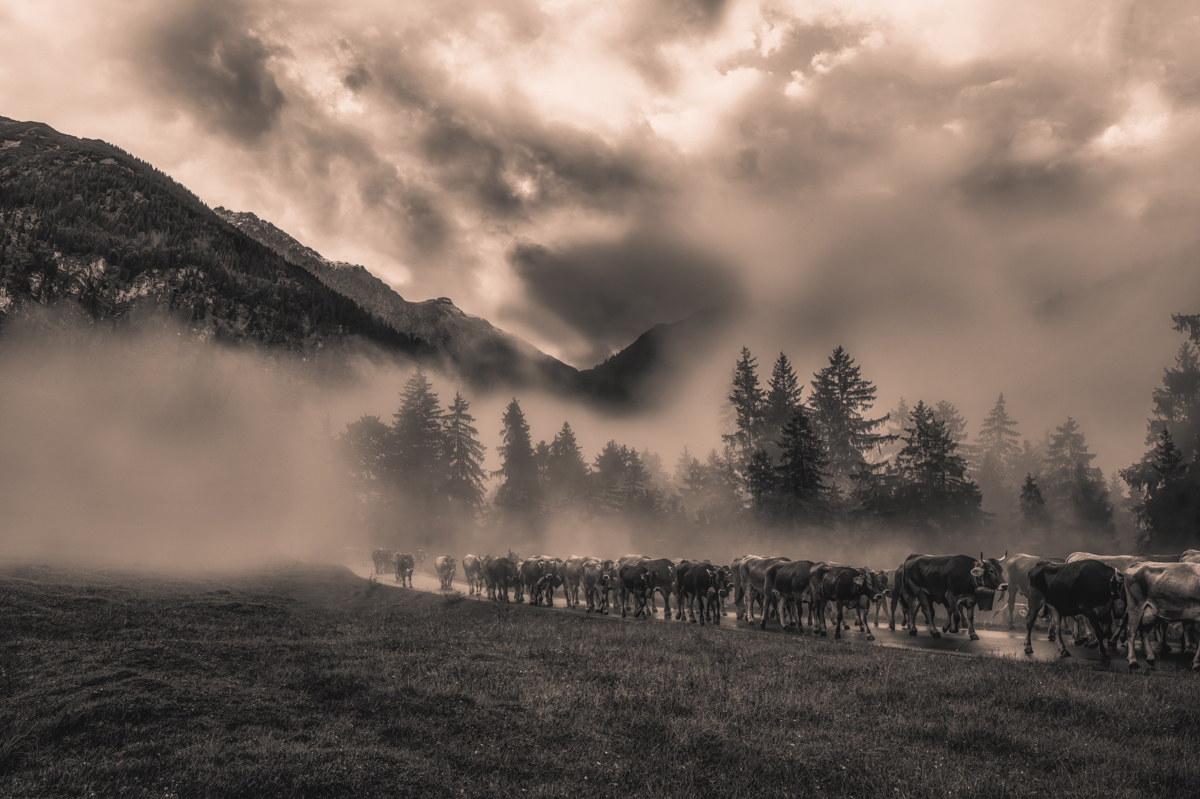 Hinterstein, Große Kuhherde im Morgennebel bei Sonnenaufgang, Epos - Tierfotografie Oberallgäu