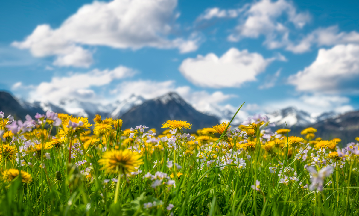 Rubi Oberstdorf, Löwenzahn und Wiesenschaumkraut vor Allgäuer Alpenpanorama, Frühlingsblüte im Oberallgäu - Naturfotografie
