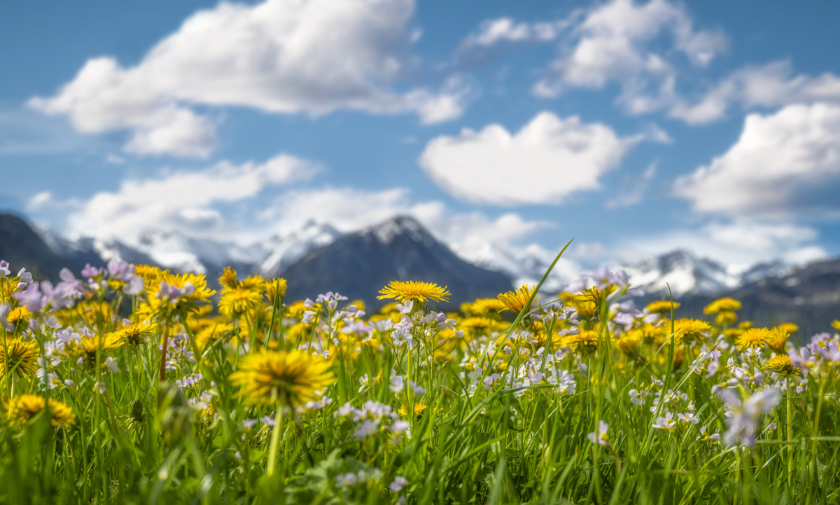 Rubi bei Oberstdorf, Blühende Löwenzahnwiese mit Wildblumen vor schneebedeckten Allgäuer Alpen, Frühling im Oberallgäu unter