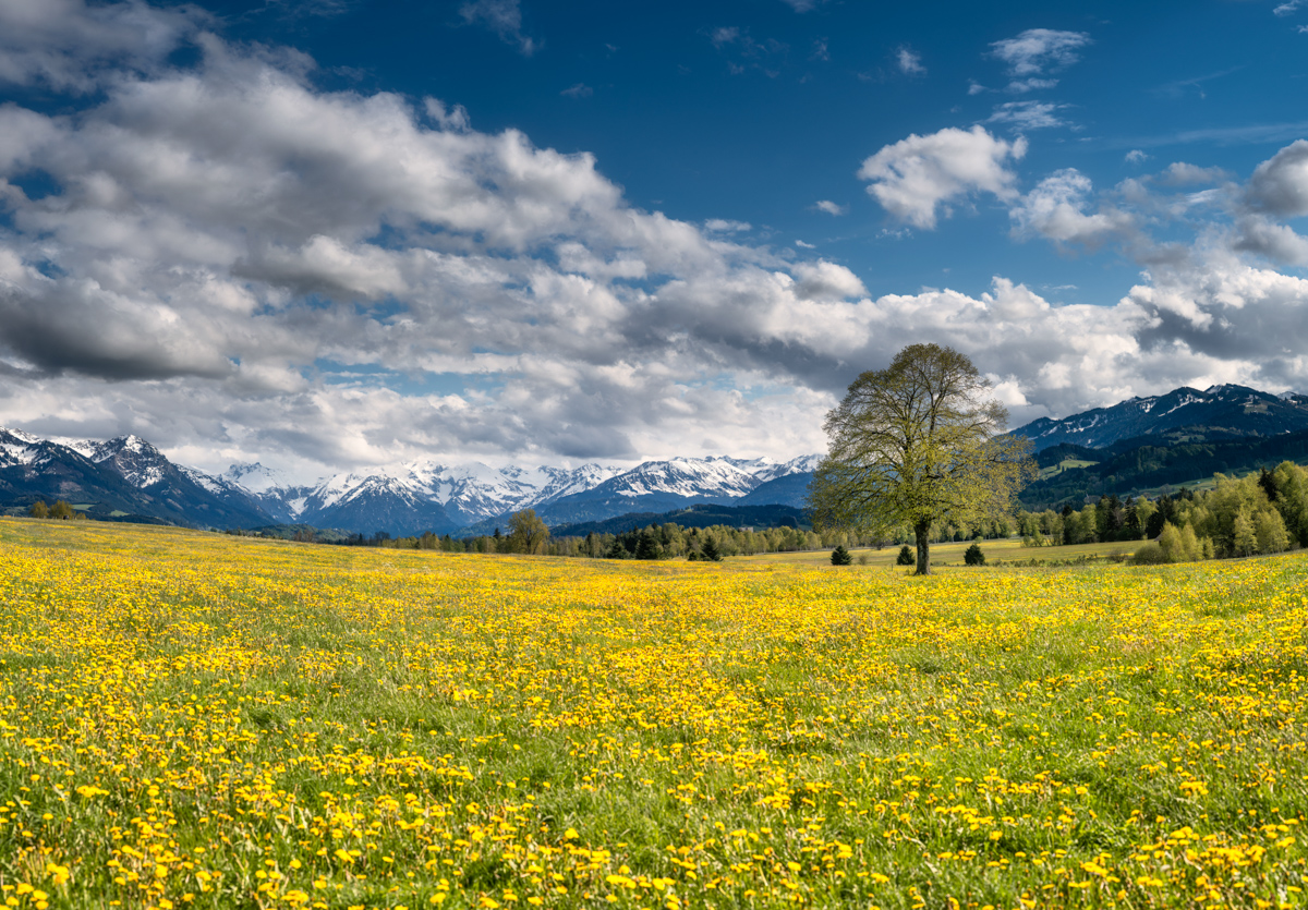 Rettenberg, Löwenzahnwiese vor verschneiten Allgäuer Alpen, Frühling bei Greggenhofen - Landschaftsfotografie Oberallgäu