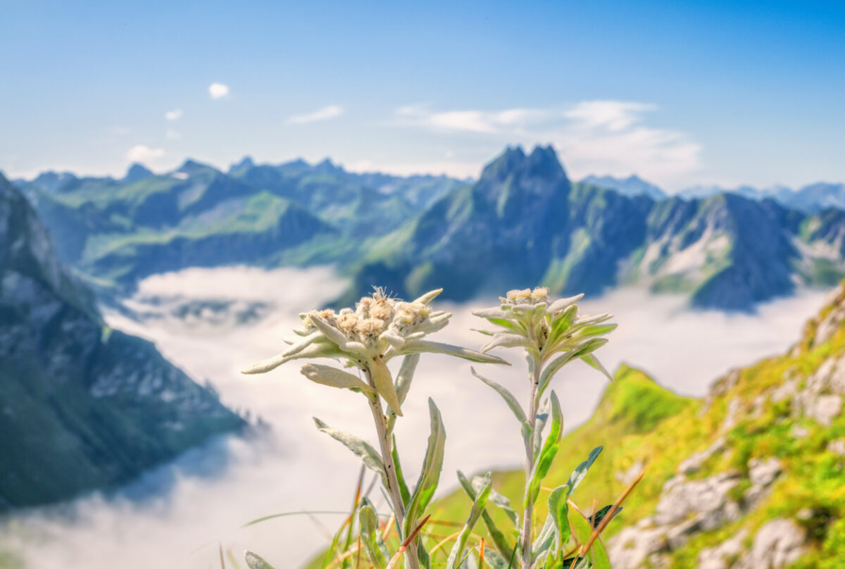 Edelweiß Makro vor Höfats und Schneck, Seltene Alpenblume über dem Nebelmeer bei Oberstdorf, Blumenbild mit Bergpanorama