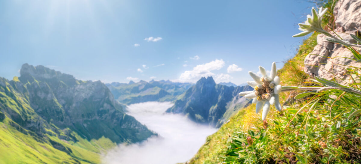 Edelweiß an Felswand mit Blick auf Höfats im Nebelmeer, Schneck Oberstdorf Sommer, Bergblume über den Wolken