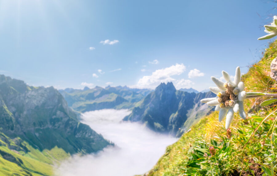 Edelweiß an Felswand mit Blick auf Höfats im Nebelmeer, Schneck Oberstdorf Sommer, Bergblume über den Wolken