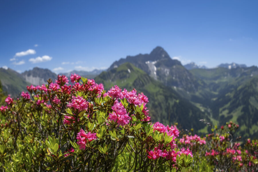 Kleinwalsertal, Alpenrosenblüte vor dem Widderstein, Sommerpracht in den Allgäuer Alpen - Landschaftsfotografie Vorarlberg