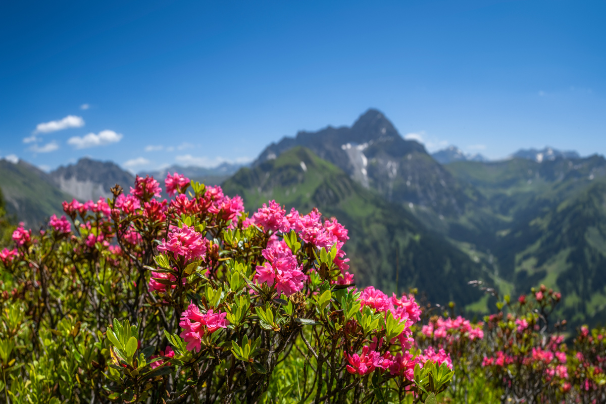Kleinwalsertal, Alpenrosen in voller Blüte vor Widderstein und Walmendinger Horn, Rosa Blütenpracht - Bergblumenfotografie