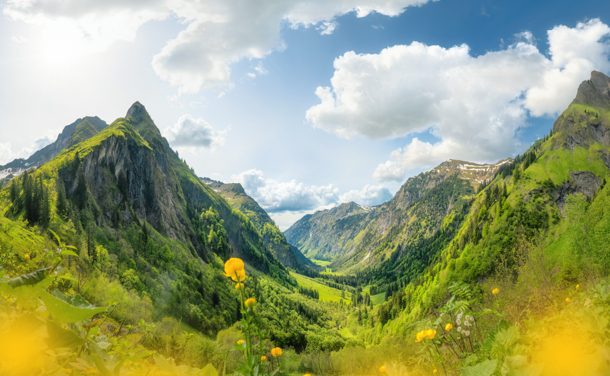 Oberstdorf, Trollblumen vor der Höfats mit Blick ins grüne Oytal, Gelbe Bergblumen im Frühsommer am Schneck